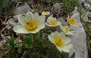 46 Camedrio alpino (Dryas octopetala)  nei macereti del Mandrone